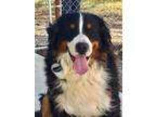 Bernese Mountain Dog Puppy for sale in Madill, OK, USA