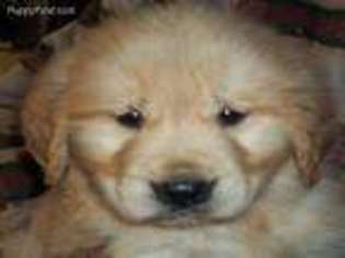 Golden Retriever Puppy for sale in Dows, IA, USA