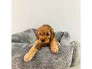 Cavapoo Puppy for sale in Scottsdale, AZ, USA