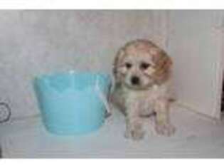 Cavapoo Puppy for sale in New Bremen, OH, USA
