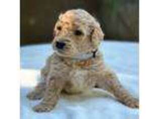 Goldendoodle Puppy for sale in North Highlands, CA, USA