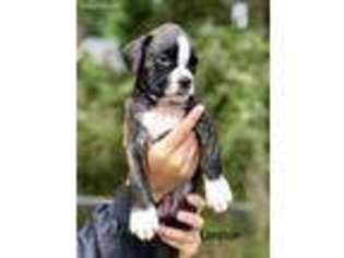 Boxer Puppy for sale in Puyallup, WA, USA