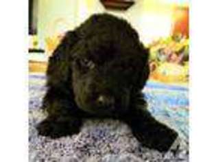 Labradoodle Puppy for sale in MESA, AZ, USA