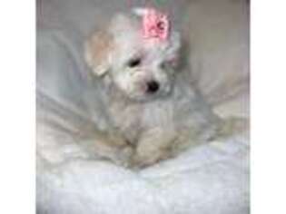 Maltese Puppy for sale in Canton, TX, USA