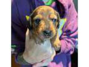 Dachshund Puppy for sale in Auburn, CA, USA
