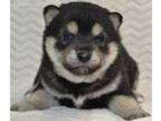 Shiba Inu Puppy for sale in Trenton, NE, USA