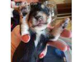 Yorkshire Terrier Puppy for sale in Townsend, DE, USA
