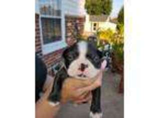 Boston Terrier Puppy for sale in Newport, DE, USA