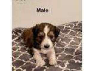 Mutt Puppy for sale in Asotin, WA, USA
