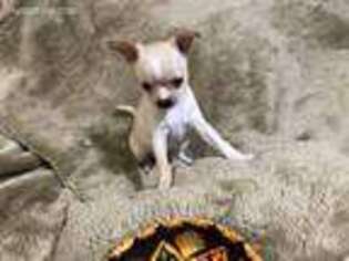Chihuahua Puppy for sale in Bethlehem, GA, USA