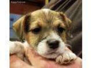 Mutt Puppy for sale in Malott, WA, USA