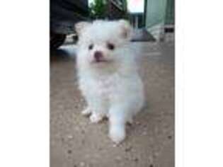 Pomeranian Puppy for sale in New Port Richey, FL, USA