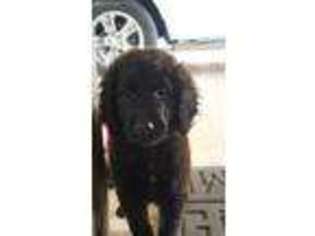 Labradoodle Puppy for sale in Poteau, OK, USA