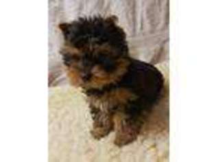 Yorkshire Terrier Puppy for sale in Brookston, IN, USA
