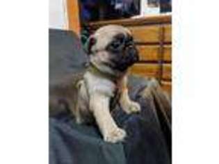 Pug Puppy for sale in Westfield, IN, USA