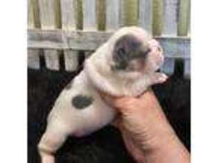 French Bulldog Puppy for sale in Seminole, OK, USA