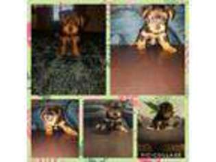 Yorkshire Terrier Puppy for sale in Carson, CA, USA