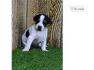 Jack Russell Terrier Puppy for sale in Fort Wayne, IN, USA