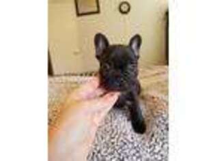 French Bulldog Puppy for sale in Davenport, OK, USA