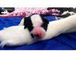 Saint Bernard Puppy for sale in Woodland Hills, CA, USA
