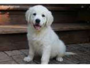 Golden Retriever Puppy for sale in Due West, SC, USA