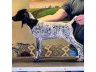 German Shorthaired Pointer Puppy for sale in Crawfordsville, IN, USA