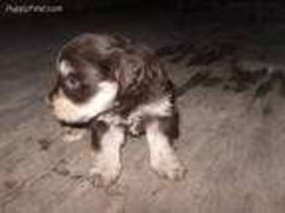 Mutt Puppy for sale in Floresville, TX, USA