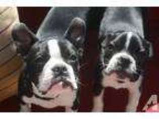 Boston Terrier Puppy for sale in AQUEBOGUE, NY, USA