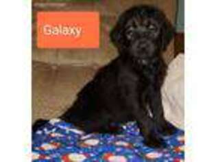 Labradoodle Puppy for sale in Wonewoc, WI, USA