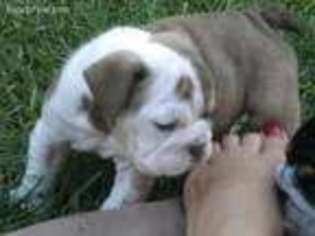 Bulldog Puppy for sale in Newaygo, MI, USA