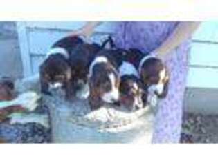 Basset Hound Puppy for sale in Argos, IN, USA