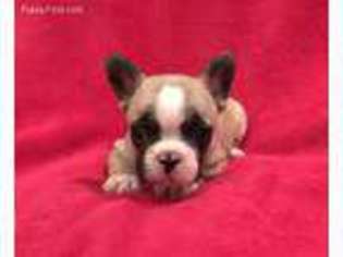 French Bulldog Puppy for sale in Broken Bow, OK, USA