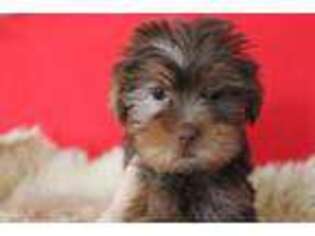 Yorkshire Terrier Puppy for sale in Social Circle, GA, USA