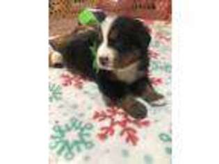Bernese Mountain Dog Puppy for sale in Friendsville, MD, USA