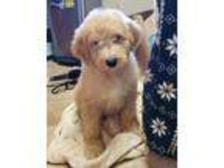 Goldendoodle Puppy for sale in Vernonia, OR, USA