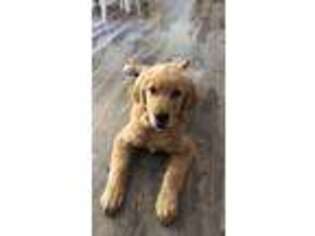 Golden Retriever Puppy for sale in Gresham, OR, USA