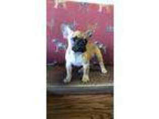 French Bulldog Puppy for sale in Nacogdoches, TX, USA
