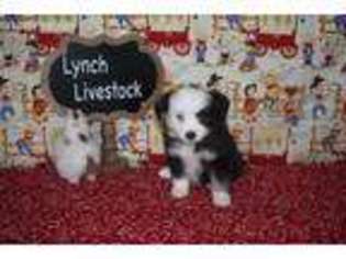 Miniature Australian Shepherd Puppy for sale in Cleveland, TX, USA