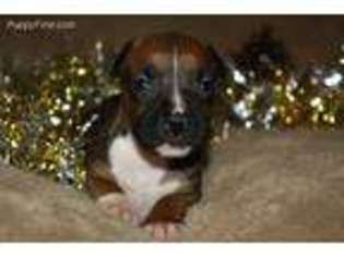 American Staffordshire Terrier Puppy for sale in Kingsville, MO, USA