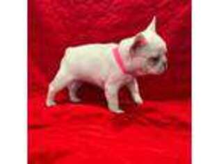 French Bulldog Puppy for sale in Avenal, CA, USA