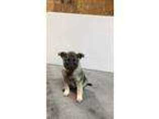 Norwegian Elkhound Puppy for sale in Nappanee, IN, USA