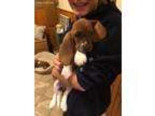 Basset Hound Puppy for sale in Lindley, NY, USA
