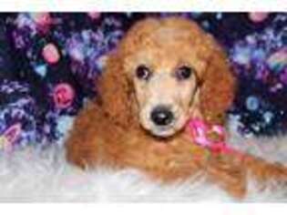 Mutt Puppy for sale in Roundup, MT, USA