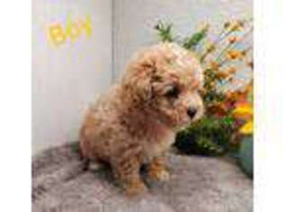 Mutt Puppy for sale in Burtonsville, MD, USA
