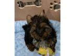 Yorkshire Terrier Puppy for sale in Harlan, KY, USA