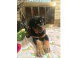 Rottweiler Puppy for sale in Middlesboro, KY, USA