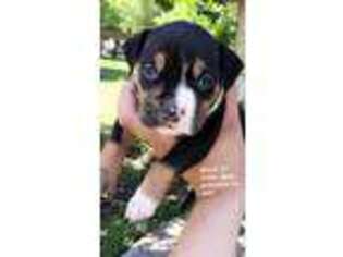 Mutt Puppy for sale in Irving, TX, USA
