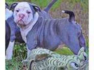 Olde English Bulldogge Puppy for sale in Denton, TX, USA