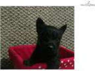 Scottish Terrier Puppy for sale in Saint Cloud, MN, USA