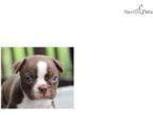 Boston Terrier Puppy for sale in Joplin, MO, USA